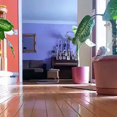 Blast Off   I Hope He Not Dead