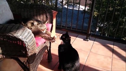 It s Funny   Proof Sometimes Cute Cats Are Assholes