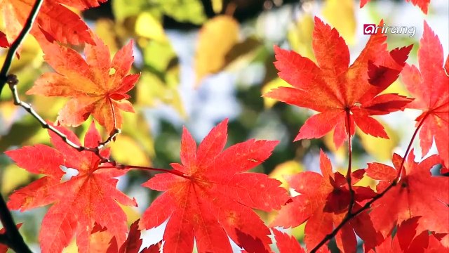 Travel Story S2Ep17C1 In Search of Muslim-friendly Food