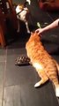 OMG Disgusting   Tortoise Hit The Cat