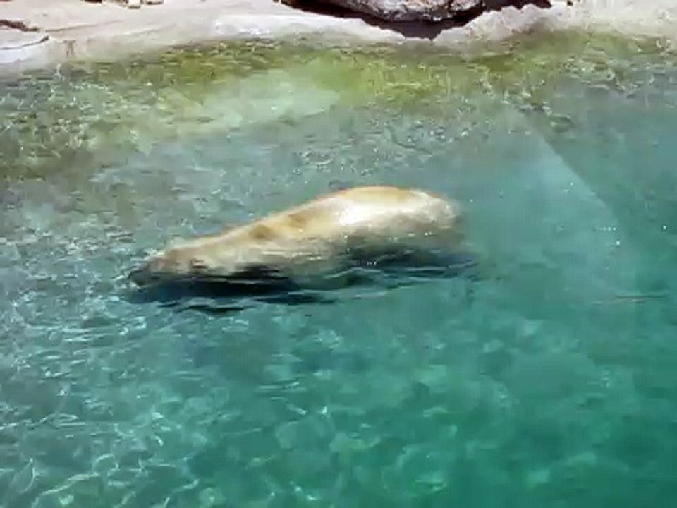 Polar bear , ours polaire