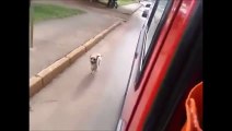 Dog running after the ambulance carrying his owner in heart attack!