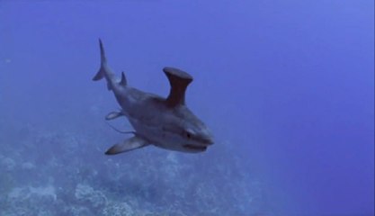 Monstre marin attaque des plongeurs !!!