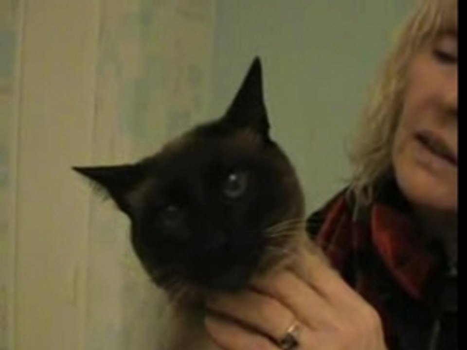 Piccoz montage video