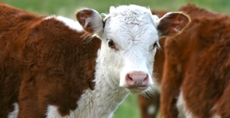 Devlet Yeni Doğuran İneğe 375, Anneye 103 Lira Veriyor