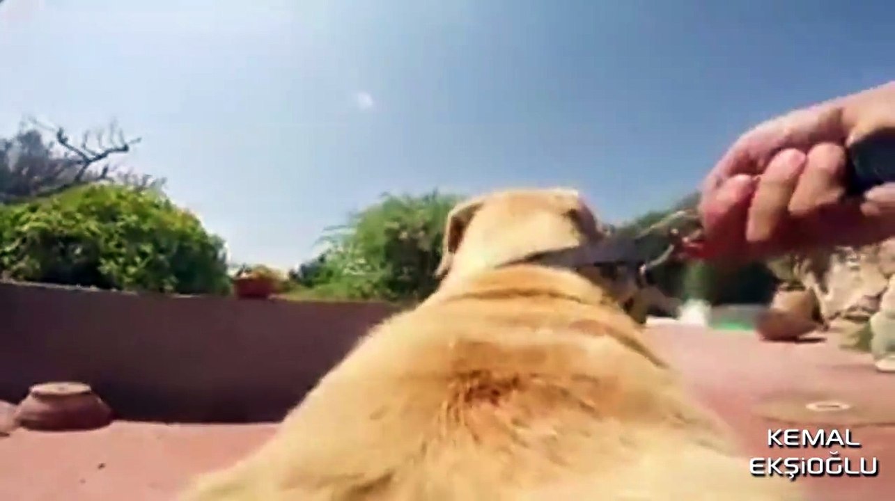 Köpeğe GoPro Takmak