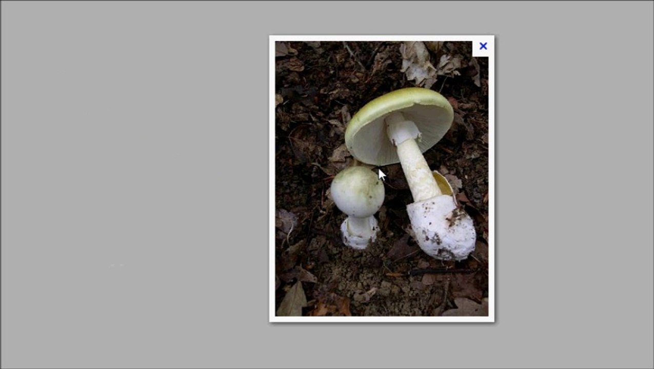 Amanite Phalloïde : le champignon tueur !