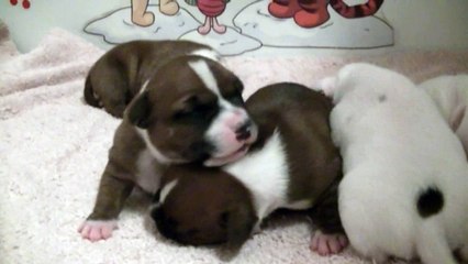 14ème vidéo de chiot staffie de la 18ème portée de Staffordland