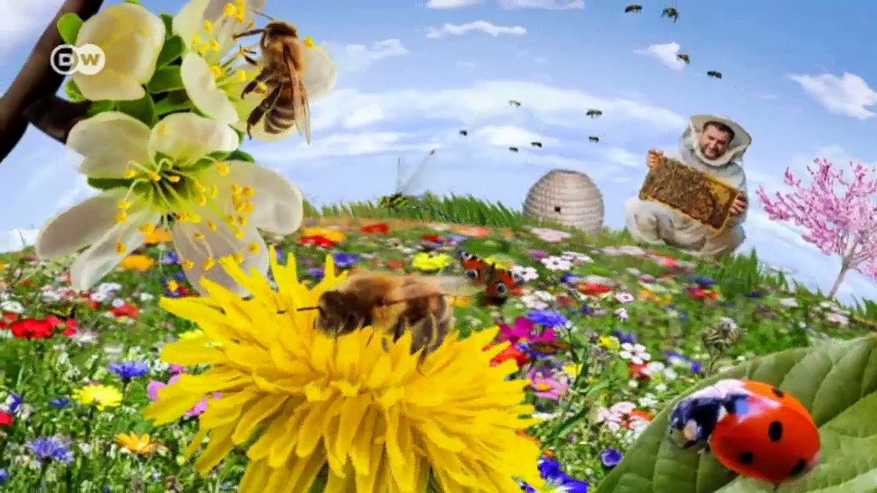 México: El mito de la mariposa Monarca | Global 3000