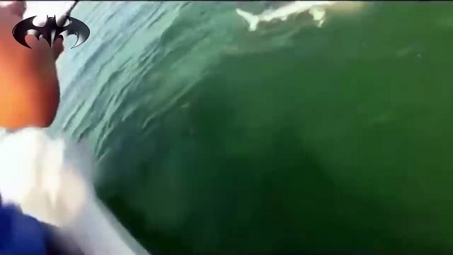 رجل يصطاد سمكة قرش بالصنارة يهجم علية سمكة وقار ضخمة تلتهم القرش بالكامل وتنزل الى الاعماق