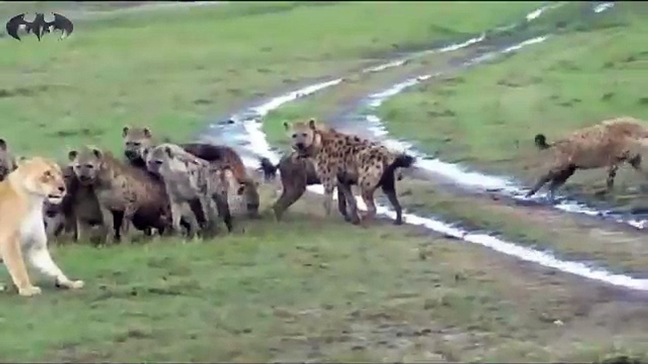 عندما تخاف الاسود من ألد الاعداء مجموعة من الضب...