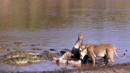 عندما تسرق الاسود فريسة التماسيح وتحاول التماسيح مشاركة الاسود فى الفريسة ماذا تفعل الاسود