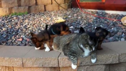 Kediyle Sevimlilerin Oyunu