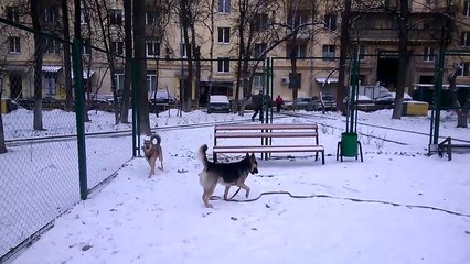 Лайм и Луша