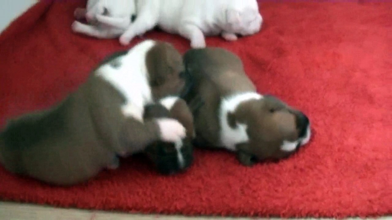 17ème vidéo de chiot staffie de la 18ème portée de Staffordland