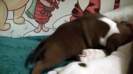 21ème vidéo des 3 chiots rouge staffie de la 18ème portée de Staffordland