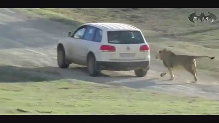 مهاجمة الاسود على سيارات السياح فى البرارى