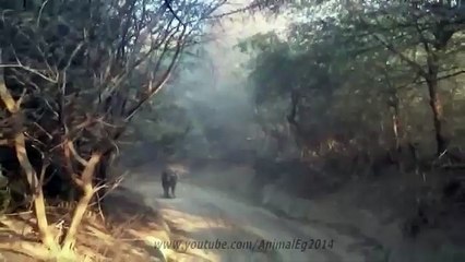 نمر يهاجم سيارة سياح مهاجمة شديدة فى وسط الغابة