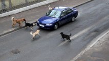 هجوم قطيع من الكلاب الضالة فى الشوارع على السيارات المارة بطريقة بشعة تخيل ماذا ستفعل لو أنت داخل السيارة
