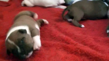 27ème vidéo Galice de Staffordland avec la chanson Glory Glory Alleluia