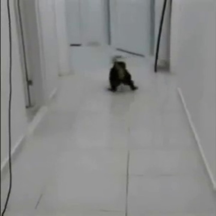 Cat Ballet