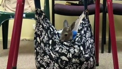 En Australie, des volontaires prennent soin de ces bébés kangourous orphelins