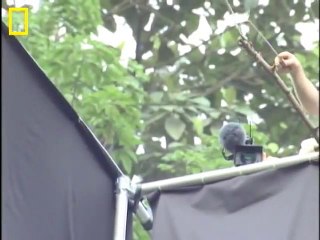 Incredible Flying Snake  ناقابل یقین پرواز سانپ