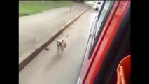 الكلب الذي طارد سيارة الإسعاف حتى رافق صاحبه المريض -