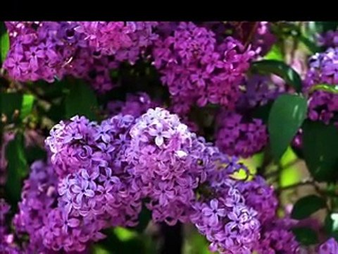 * * Berkant - Benim Bütün Dualarım Seninle * *