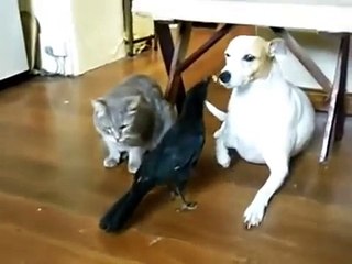Karga Köpek ve Kedinin Dostluğu