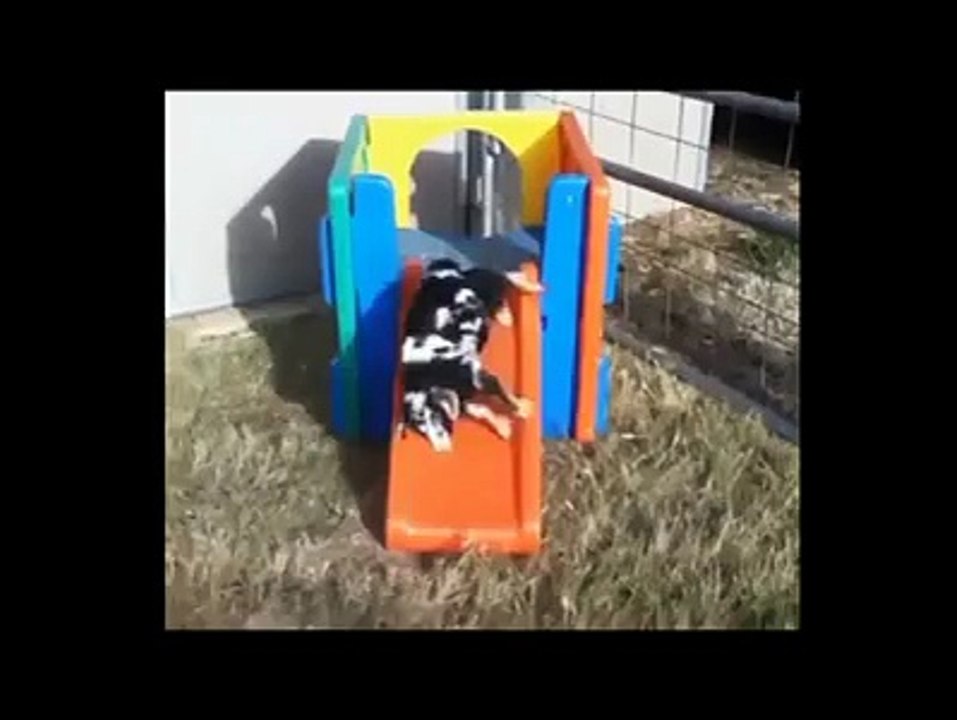special animals
