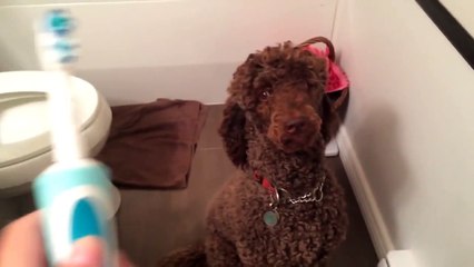 Poodle vs. Toothbrush