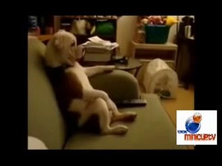 Animals act like humans