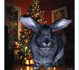 Rockin Around the Christmas Tree