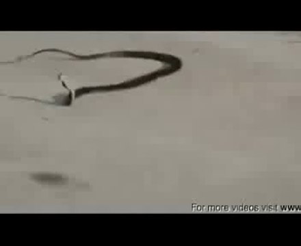 Snake commiting suicide