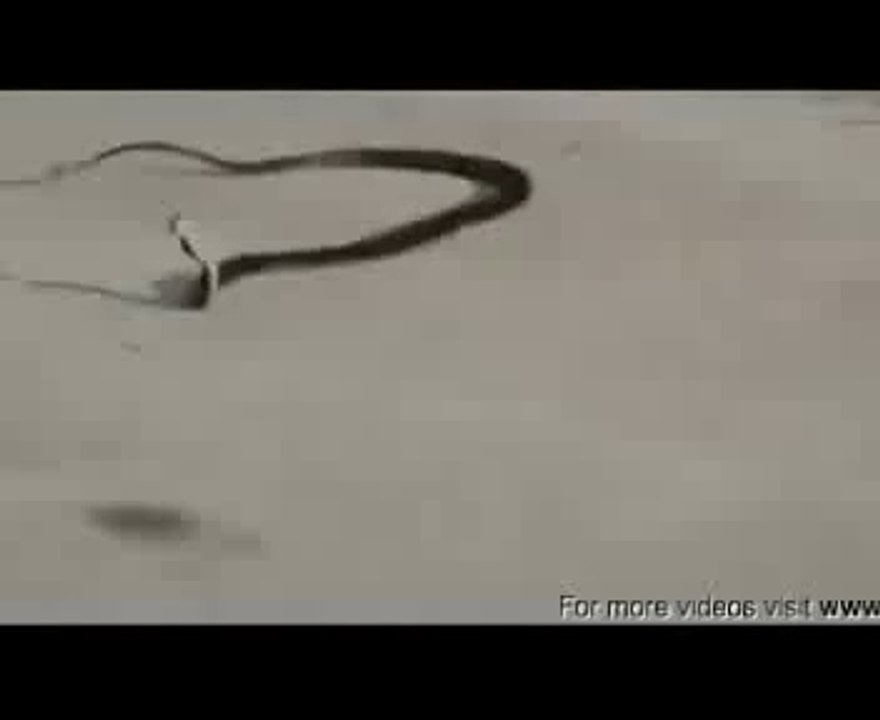 Snake commiting suicide