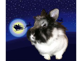 Santa Paws is Coming to Town