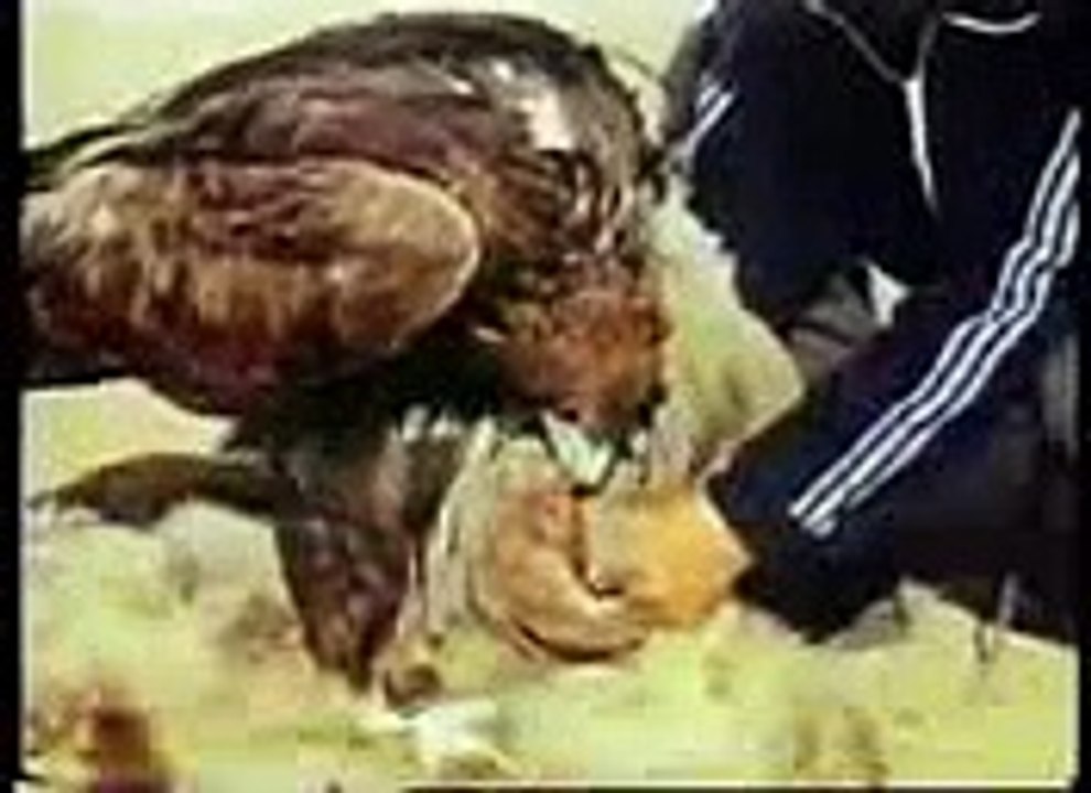 eagle