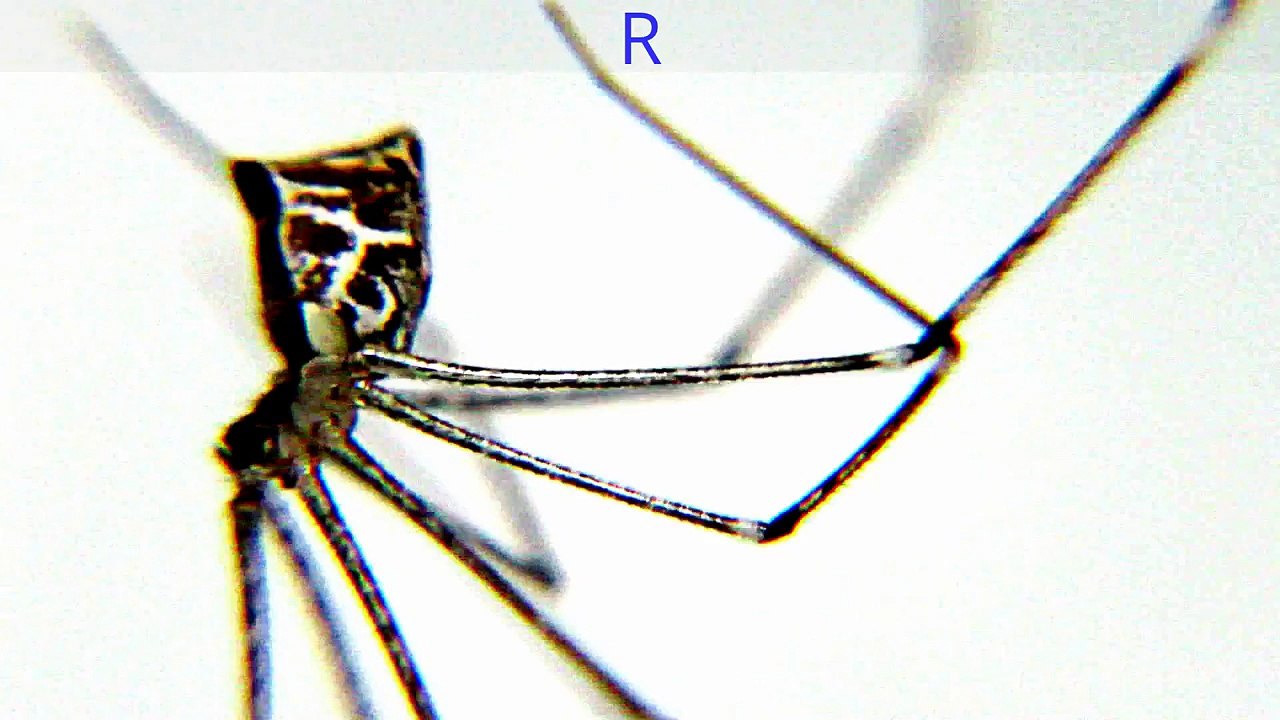 MONSTER BUGS WARS-A RARE SPIDER U NEVER KNEW EXISTED