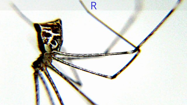 MONSTER BUGS WARS-A RARE SPIDER U NEVER KNEW EXISTED