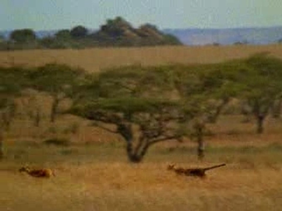 Un Ratero......en Africa