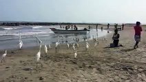 Garzas en playas de marbella en cartagena