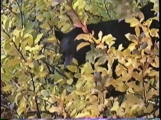Bella Coola Natural History: Black Bear