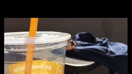 AphoenixD - Flying Bee - Filmed Using iPhone 6 Slow Motion Camera (HD)
