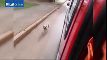 Heartbreaking Video Of Dog Chasing Ambulance Containing Owner