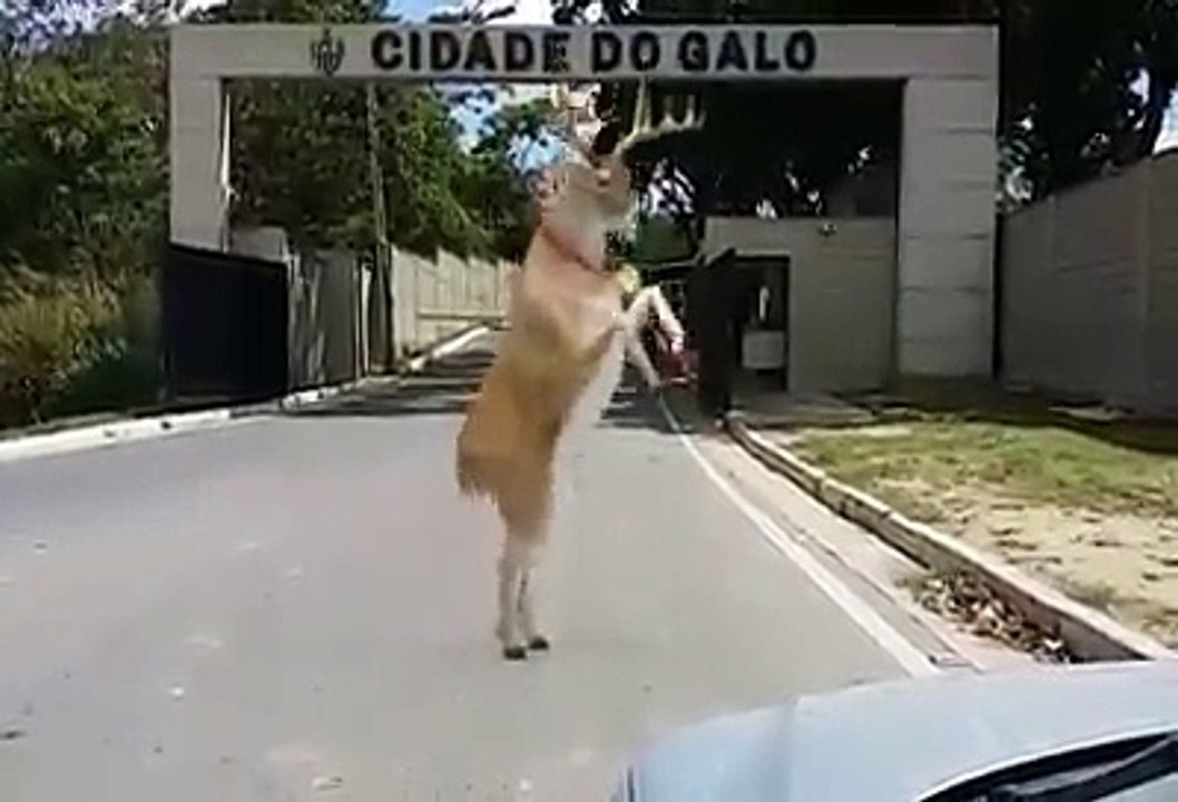 Natal do galo