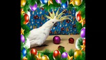 Ripley the Cockatoo Presents: The Parrots of Christmas