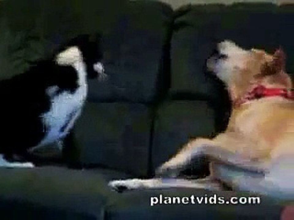 Cat attacks dog