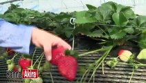 Kan & AKi 2014 イチゴがり♥ Strawberry Picking with Kan & Aki 2014