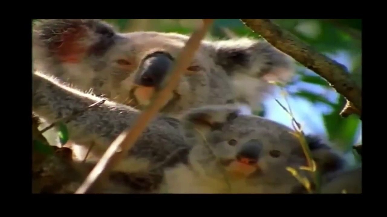 Baby Einstein Baby Noah Animal Expedition video Dailymotion